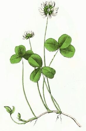 klouber